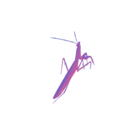 a pink and purple praying mantis on a black background