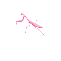 a pink praying mantis on a black background