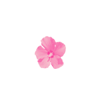 a pink flower on a black background