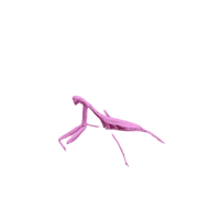 a pink mantis on a black background