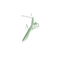 a green praying mantis on a black background