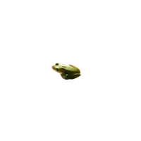 a green frog on a black background